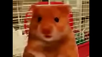 hello there my name is harry the hamster